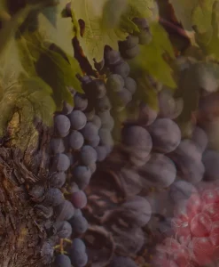 Dr. Vranjes Firenze Raumduft|Diffuser Rosso Nobile