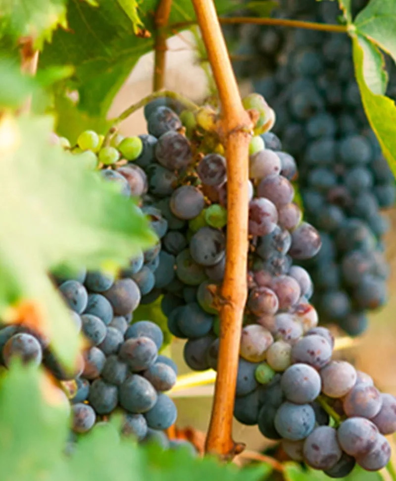 Dr. Vranjes Firenze Raumduft|Diffuser Rosso Nobile