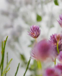 BONDI WASH Alles Fürs Haustier|Hundeshampoo - DOG WASH