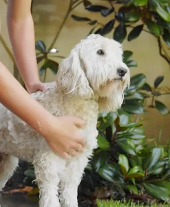 BONDI WASH Alles Fürs Haustier|Hundeshampoo - DOG WASH