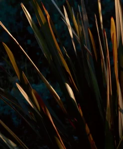 u00c9litis Teppiche|Outdoor Teppich Amapola