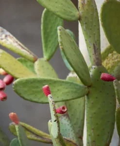 u00c9litis Teppiche|Outdoor Teppich Mirador