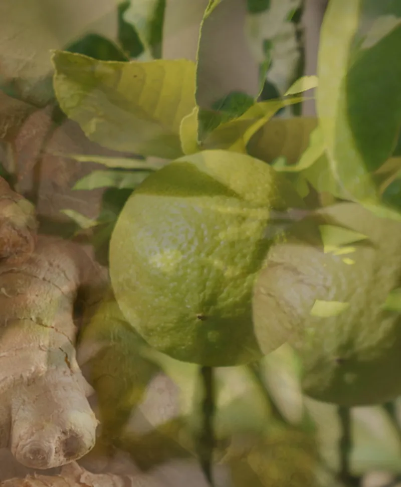 Dr. Vranjes Firenze Raumduft|Refill Nachfüller für Diffuser