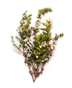 BONDI WASH Sauna Und Wellness|Raumduft|Ätherisches Öl - ESSENTIAL OIL