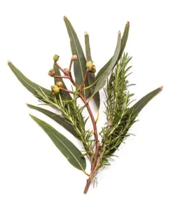 BONDI WASH Raumduft|Ätherisches Öl - ESSENTIAL OIL