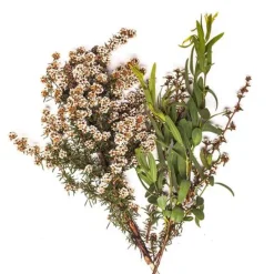 BONDI WASH Raumduft|Ätherisches Öl - ESSENTIAL OIL