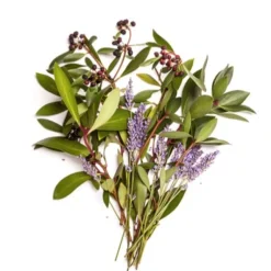 BONDI WASH Raumduft|Ätherisches Öl - ESSENTIAL OIL